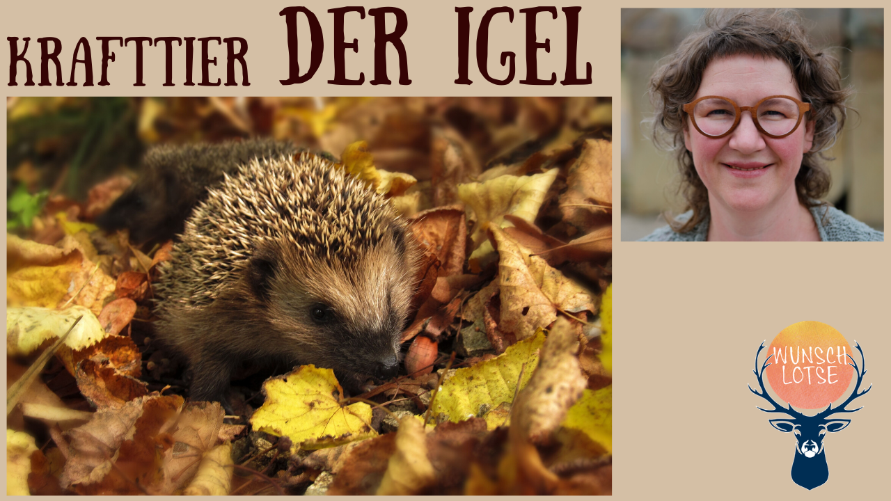 Das Krafttier Igel – Meister der Abgrenzung