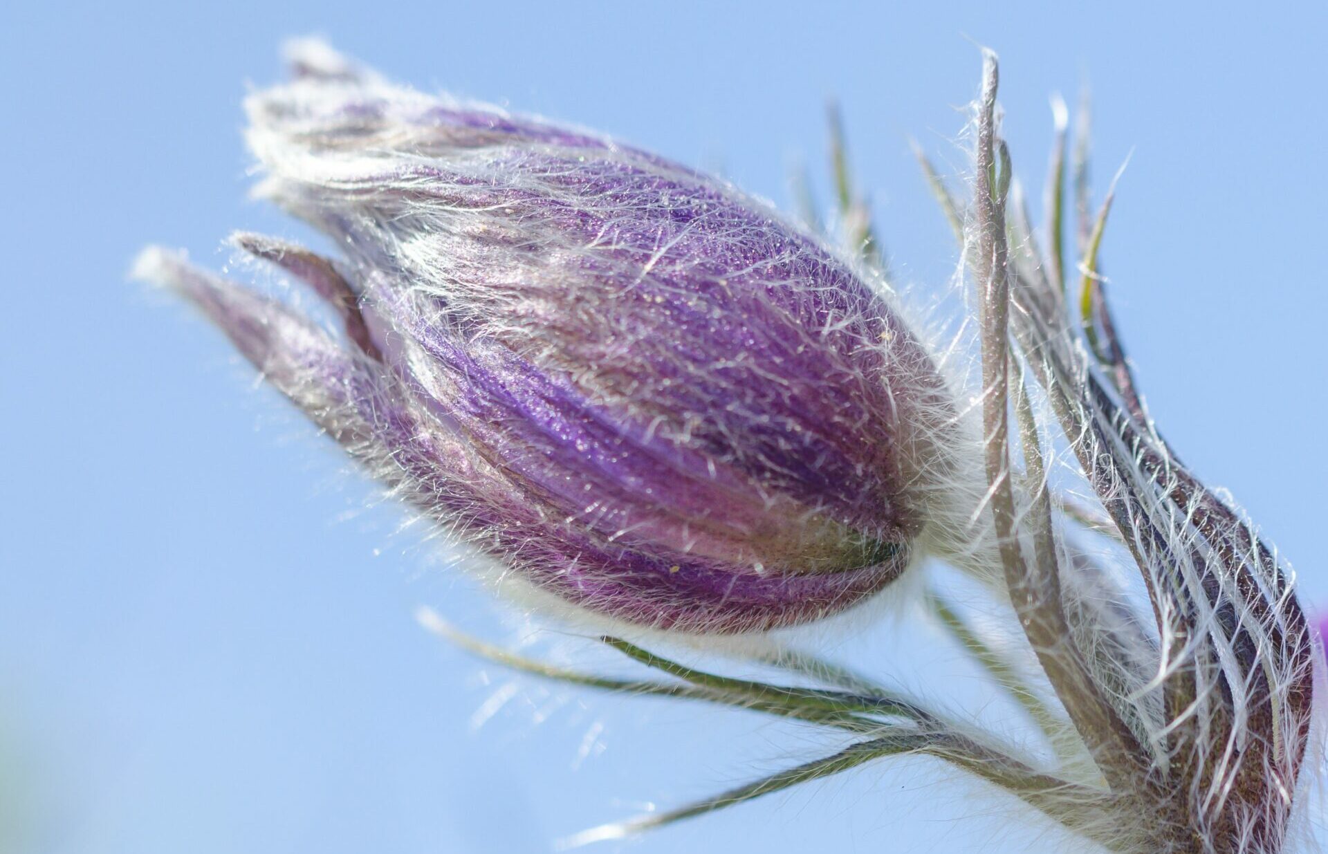 Pulsatilla – wenn Homöopathie wirkt kommt der Schlaf